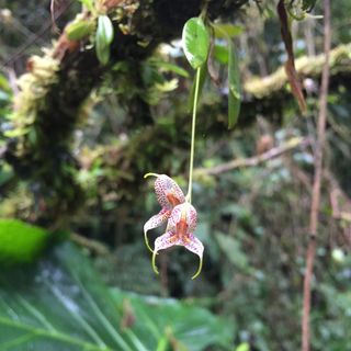 Oikos #19 - Orquídeas epífitas y luz con Agustina Ventre