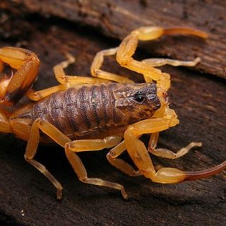 Escorpião amarelo, a rede de esgoto é a grande vilã?