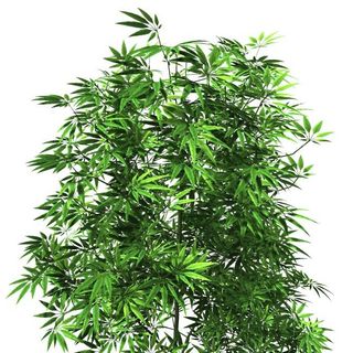 Veterans Voices - 10-20-16