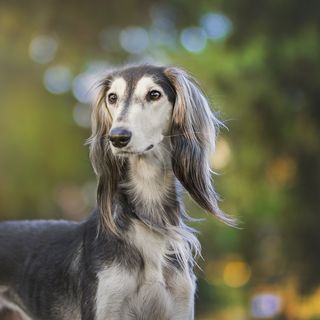 Things to Consider When Choosing a Career in Dog Training
