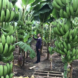 producción de plátano en altas densidades