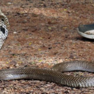 പാമ്പുകടിയേറ്റാല്‍ ജീവന്‍ രക്ഷിക്കാന്‍ ഉടന്‍ ചെയ്യേണ്ടത് |  Snakebite Podcast