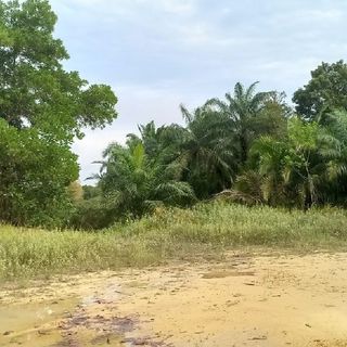 Obrolan Lapangan