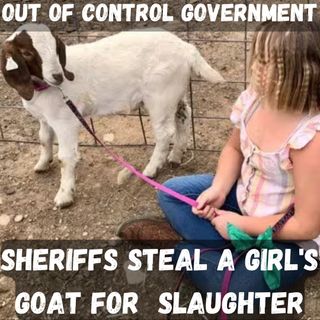 Out of Control Sheriffs Kidnap Girl's Goat & Take it to be Slaughtered!