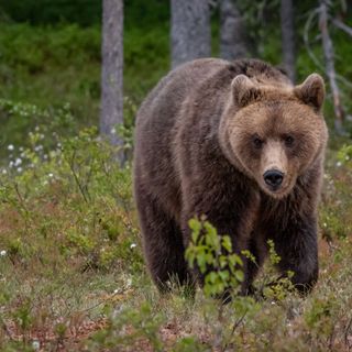 In Trentino “gli orsi problematici verranno abbattuti”. Animalisti sul piede di guerra