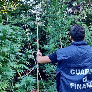 Marijuana “fatta in casa”, le Fiamme Gialle sequestrano le piante dall’orto. Parte la denuncia