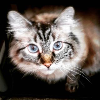 Phrytzina Fluffybottom