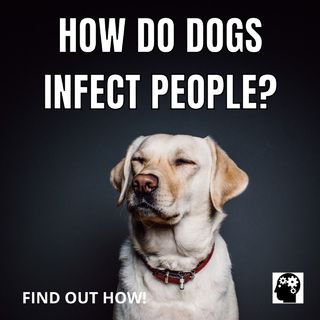 What Diseases Transfer Between Dogs And People?