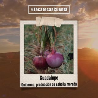 Guadalupe Cuenta con la producción de cebolla morada