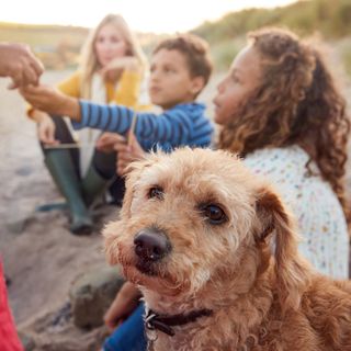 Why Does My Dog Become So Unhappy Around Children? (Why Does My Dog Do That?)