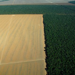 Gli accordi sulla soia non frenano la distruzione dell’Amazzonia