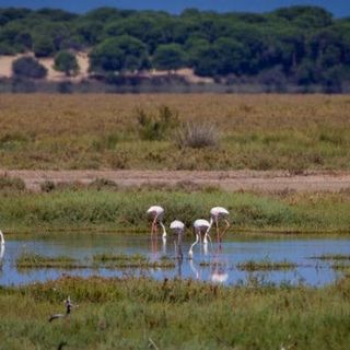 DOÑANA