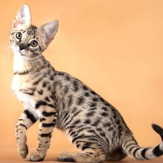 savannah kittens for sale