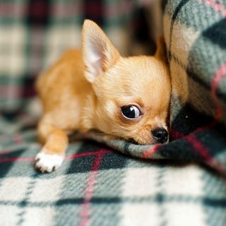 Little Known Dog Breeds