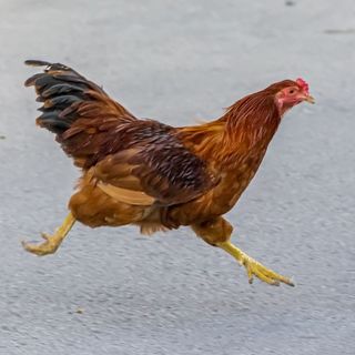 Why Did The Chicken Cross The Pentagon?