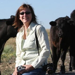 Kathy Voth, grazing cows on weeds