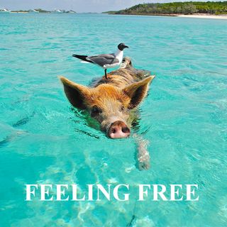 FEELING FREE -  La MIA Anima è libera