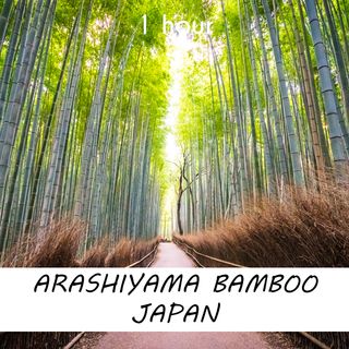Arashiyama Bamboo Forest Japan | 1 hour FOREST Sound Podcast | White Noise | ASMR sounds for deep Sleep | Relax | Meditation | Colicky