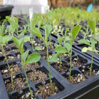 3 Reasons To Harden Off Your Seedlings - DIY Garden Minute Ep. 187