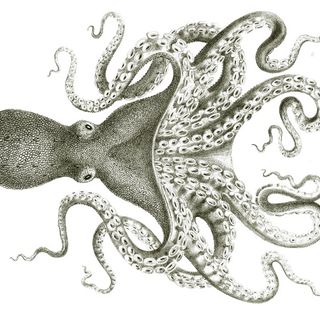Ceph Octopus note di una evoluzione - Dal Blog EOSS