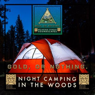 Night Camping In The Woods | 1 Hour Forest Ambience | White Noise | Relax | Meditate | Sleep Instantly