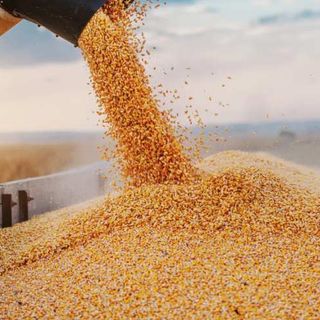 Aumento prezzi mais e frumento, Luca Zaia: “C’è una speculazione in corso”