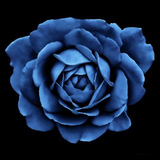 Blue Rose