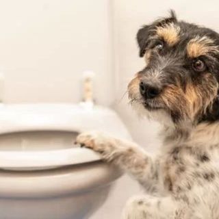 6 Things Your Dog’s Poop Can Tell You About Its Health