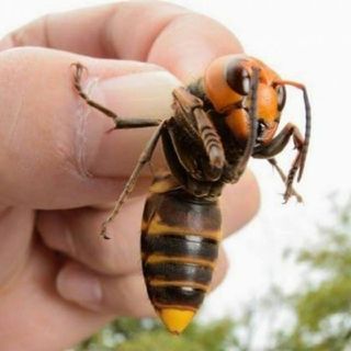 So Now We've Got Killer Japanese Hornets 2 Deal With Also?🖐😣🖑