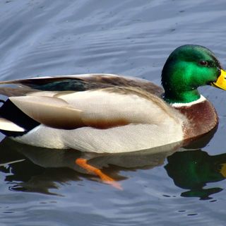 Books and Ducks