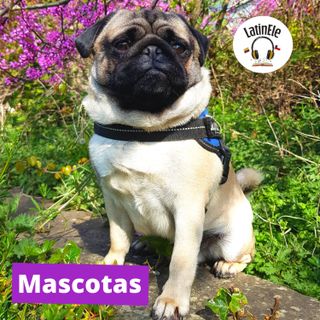 Mascotas 🐶😺