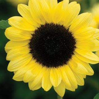 Get Talking With tournesol