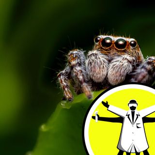 Spooky spiders: silk, sex and squirting venom
