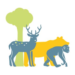 2. Gli amici della foresta sono in pericolo