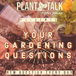 Tips for starting a veggie garden