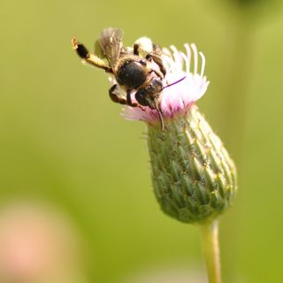 24. Obrostka murówka - w poszukiwaniu wymarłej pszczoły