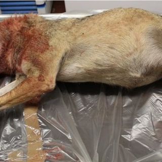 In dieci anni 19 lupi uccisi in Veneto. Zanoni: “Serve programmazione, no al bracconaggio”