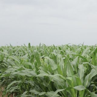 Variedades de soya e híbridos de maíz para el modelo productivo