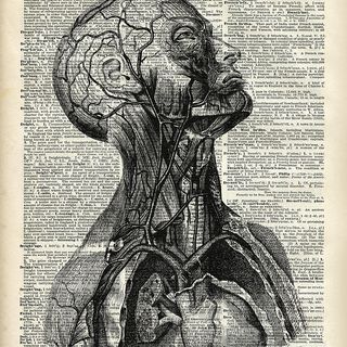 ep.75 Medicina e Arte (parte 2)- il corpo umano come opera d'arte attraverso le tavole e le cere