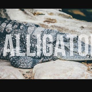 Wskaźnik Alligator #87