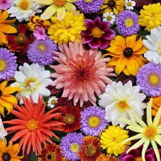 Fiori di marzo