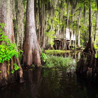 The Alleged Voodoo Curse of Julia Brown
