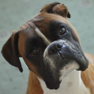 Boxer Dog Training