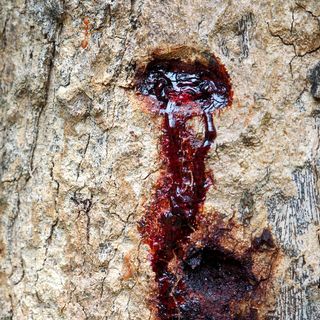 3 - Cicatrices de la Madre Tierra