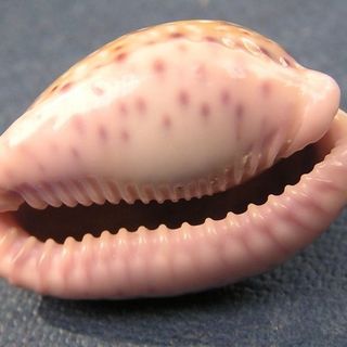 Cowry Blaze