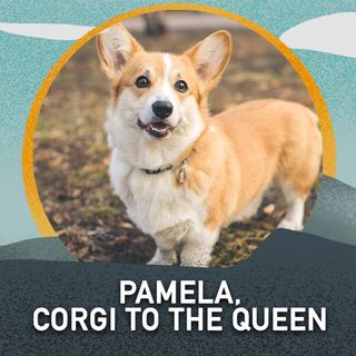 Pamela, Corgi to the Queen