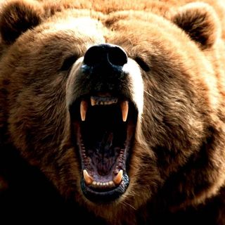 The Bear