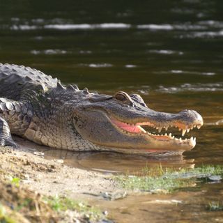 Gators, speedos and a health care crisis