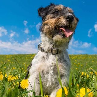 Springtime Tips for Dog Owners