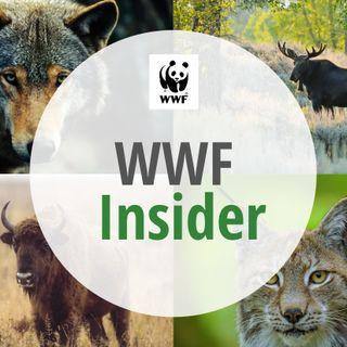 Geheime Stars im Bayerischen Wald - Seltene Luchse vor der Kamera